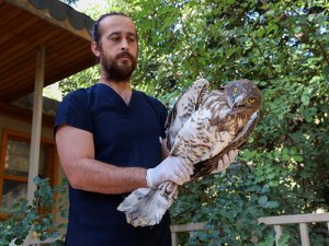 Antalya'da tedavisi yapılan Yılan Kartal'ı doğaya bırakıldı