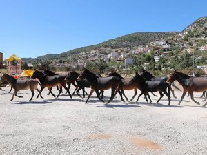 Toroslar'ın yılkı atlarına Akseki Belediyesi sahip çıktı