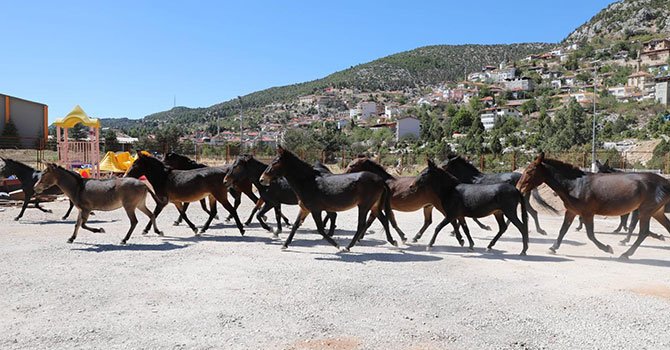 Toroslar'ın yılkı atlarına Akseki Belediyesi sahip çıktı