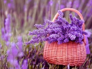 Kiralanan hazine arazileri lavanta açacak