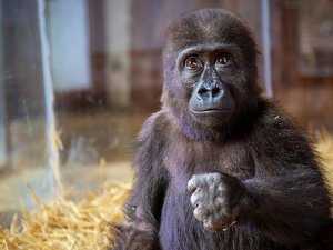 Goril Zeytin’in Türkiye’de Kalmasına Tepki Yağdı