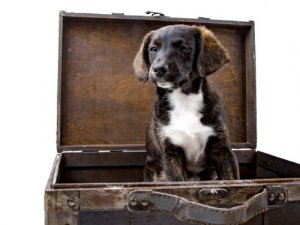 AB mahkemesi: Hayvanlar uçuşlarda "bagaj" değerinde