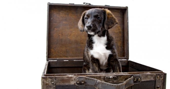 AB mahkemesi: Hayvanlar uçuşlarda "bagaj" değerinde