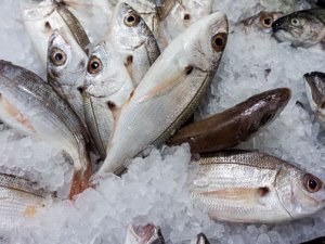 Acı çeken balıkların sessiz çığlığı