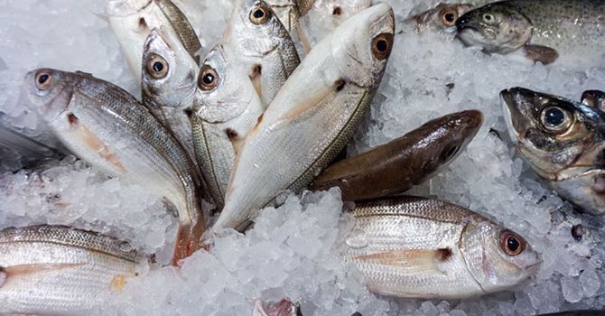 Acı çeken balıkların sessiz çığlığı