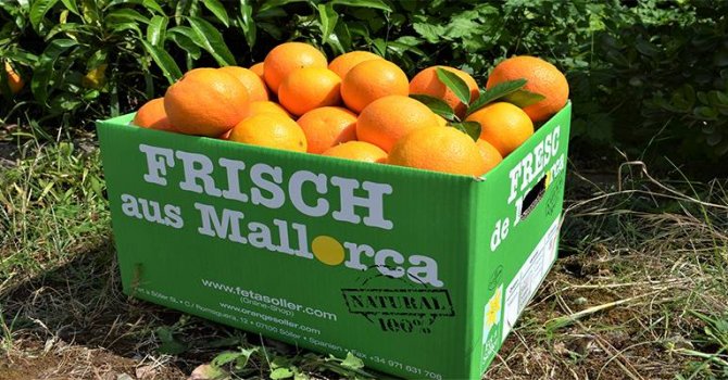 alltours'dan acentelere kasalarla portakal armağanı