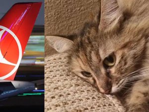 THY'na emanet edilen kedi, Tunus’ta kayboldu