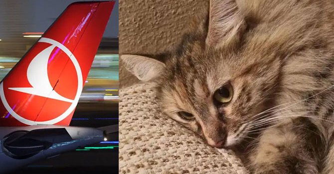 THY'na emanet edilen kedi, Tunus’ta kayboldu