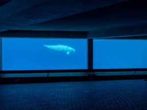 Esaret altındaki 30 beyaz balina ölüm tehdidinde