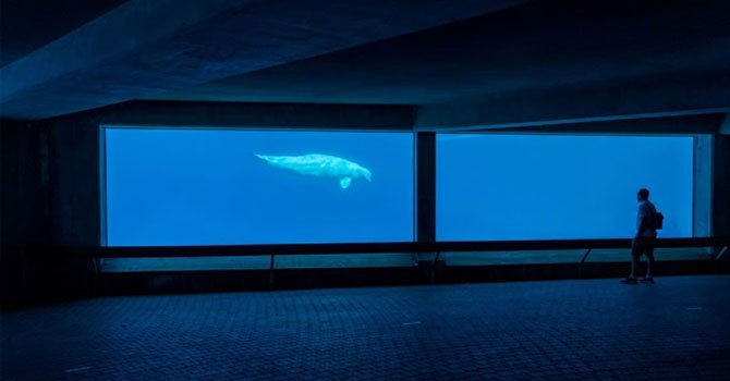 Esaret altındaki 30 beyaz balina ölüm tehdidinde