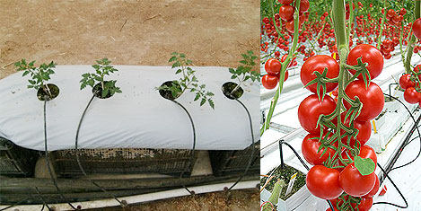 Topraksız tarımda 5 ton domates