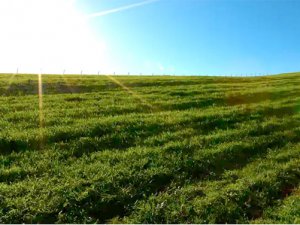 Kültür Bakanlığı'nda sahte belgeyle arazi satışı girişimi