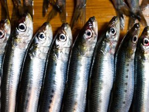 Hamsiyle horon, Karadeniz alfabesi tavada başlar