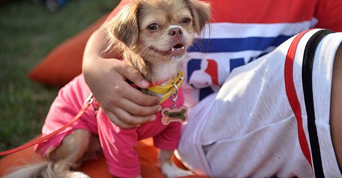 Mikroçip taktırmayanlar 8 bin TL ceza ödeyecek