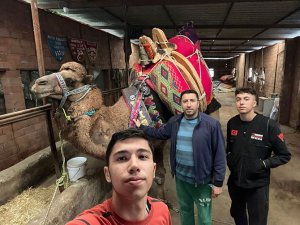 Toplumsal kaynaşmanın adresi; Folklorik Deve Güreşi!