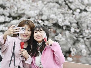 Turistler kiraz çiçeği festivalini durdurdu