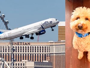 Uçağa binmek için köpeğini havaalanında bıraktı
