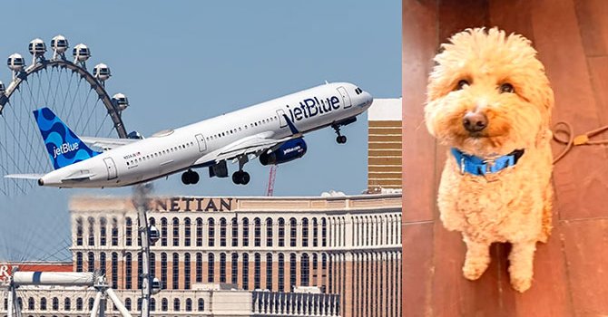 Uçağa binmek için köpeğini havaalanında bıraktı