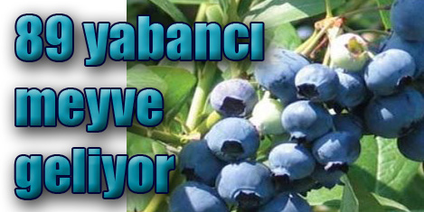 Mutfağa yeni meyveler geliyor