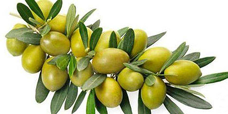 Türkiye Zeytin Konseyi Başkanı