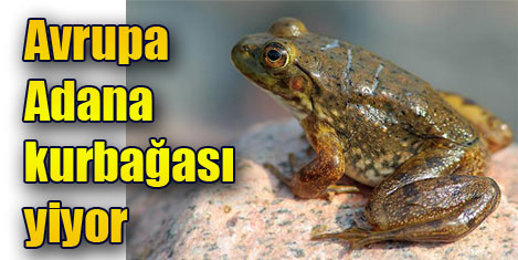 Adana'dan kurbağa ihracatı