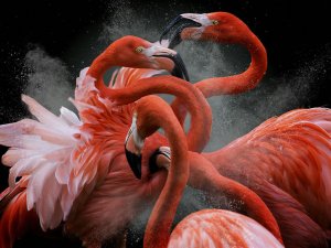 2018'in En İyi Kuş Fotoğrafçıları belli oldu