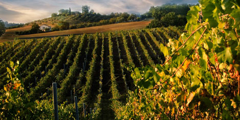 Asırlar öncesine şarap yolculuğu