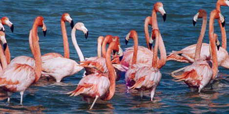 Bandırma kuş cenneti kirleniyor