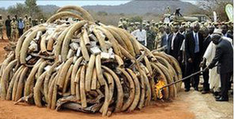 Kenya'da, 5 ton fil dişi yakıldı