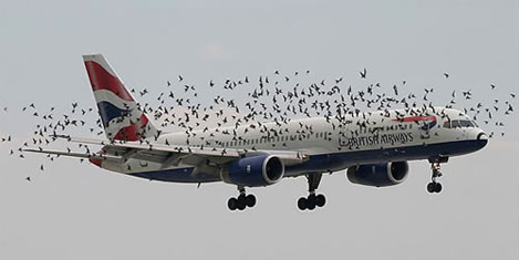 Uçakların belalısı kuşlar araştırıldı