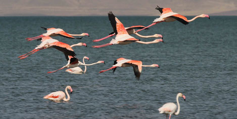 Van Flamingo Festivaline hazır