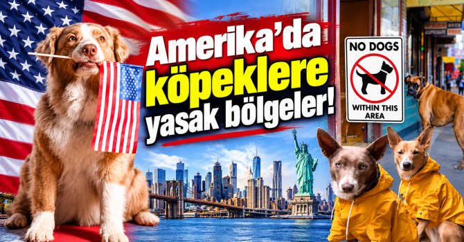 Amerika'da köpek istenmeyen yerler listelendi!