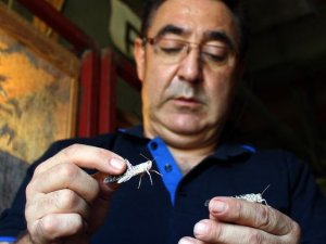 Turist rehberliğini bıraktı çekirge üreticisi oldu