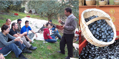 Zeytinin sırları anlatılacak