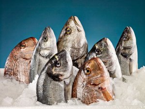 Ruslar, Türk balıklarını çok sevdi