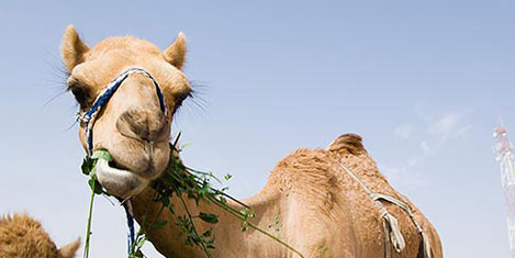 Savaştan kaçan develer geldi