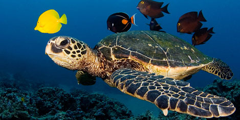 Caretta Caretta'lara uydu takibi