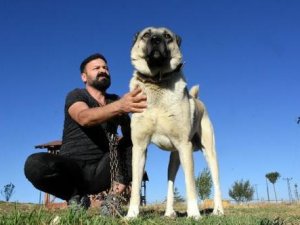 Köpeklerimizin İtalya'ya gitmesinden gurur duyarız