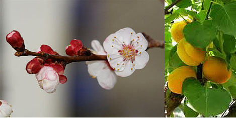 Malatyaya uluslararası festivali