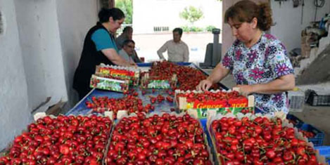 Türk kirazı dünya liderliğine oynuyor