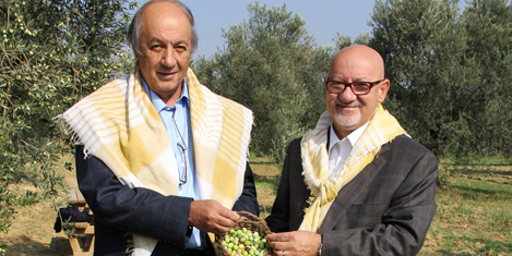 Ayvalıkta zeytin hasadı coşkusu