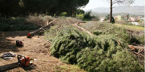 Sülüklü'de ağaçlar kesiliyor