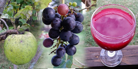 Şaraba yolculuk turu