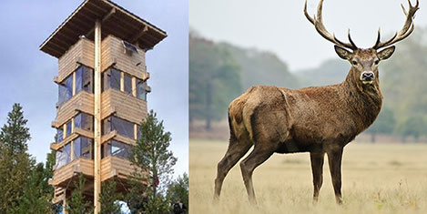 Norveç'te Geyik Oteli açıldı!