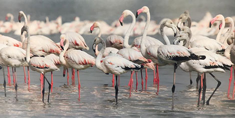 Erçek Gölünde Flamingo Festivali