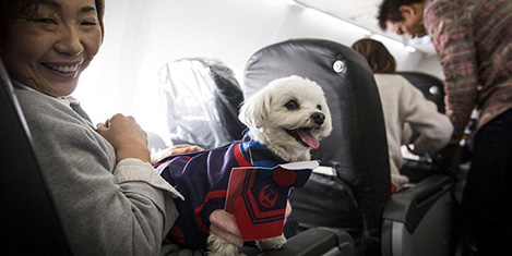 Köpek dostu havayoluna rağbet