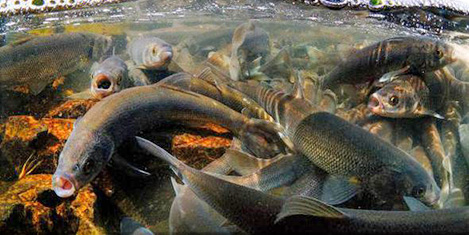 Vanın İnci Kefalı tehlikede