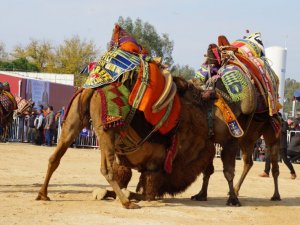 Aydın'da 130 devenin mücadelesi heyecan yaşattı