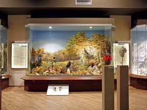 Meteora Doğa Tarihi Müzesi, 2019 turizm ödülünü kazandı.