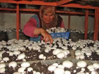 Korkuteli'nde mantar üretimi 6 bin kişiyi istihdam ediyor